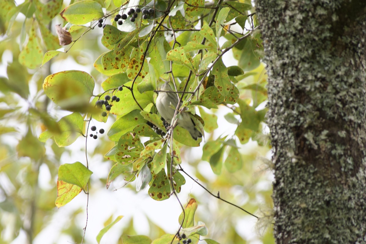 Cerulean Warbler - ML491951231