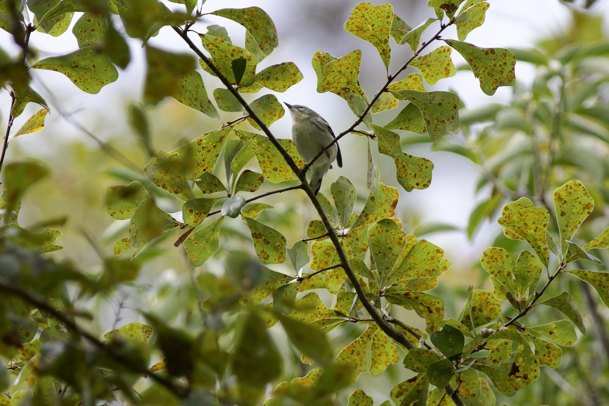 Cerulean Warbler - ML491951241
