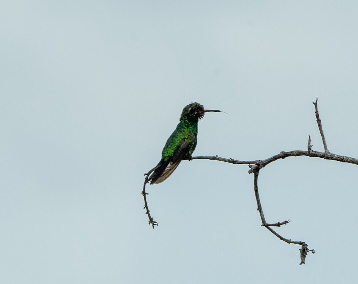 Canivet's Emerald - ML491956051