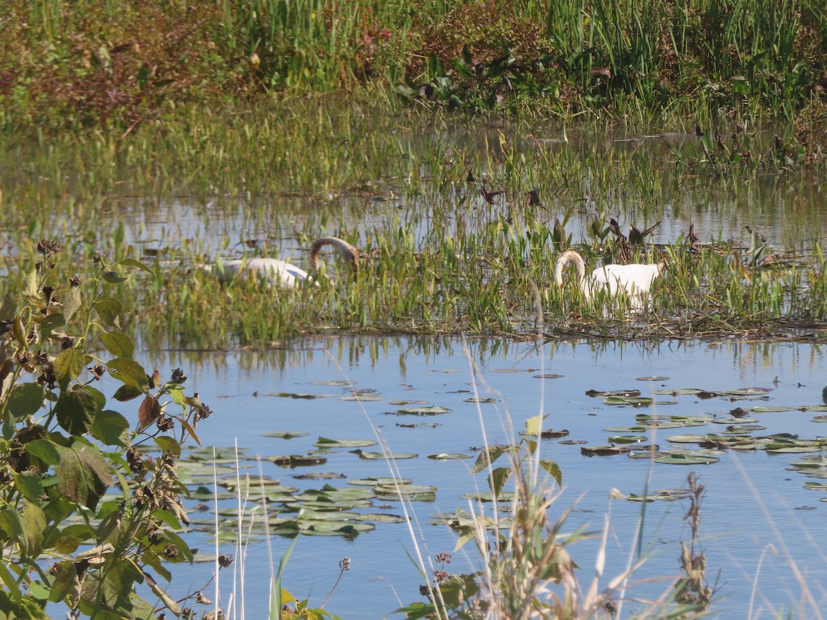 Trumpeter Swan - Monica P