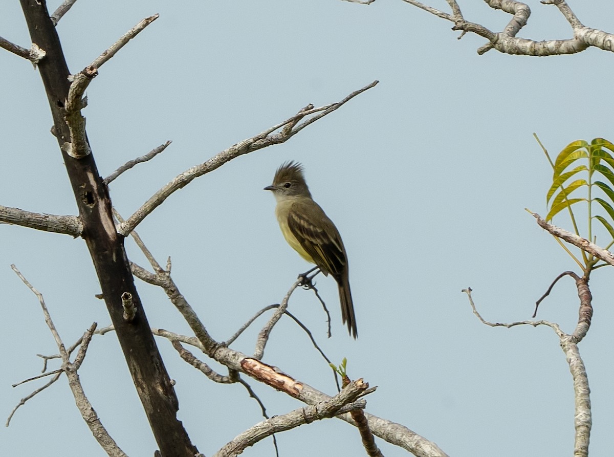 Yellow-bellied Elaenia - Tim Wright