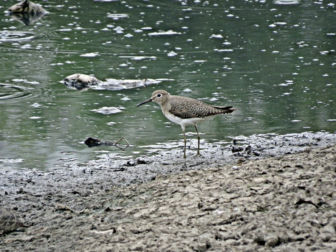 Solitary Sandpiper - ML491957351