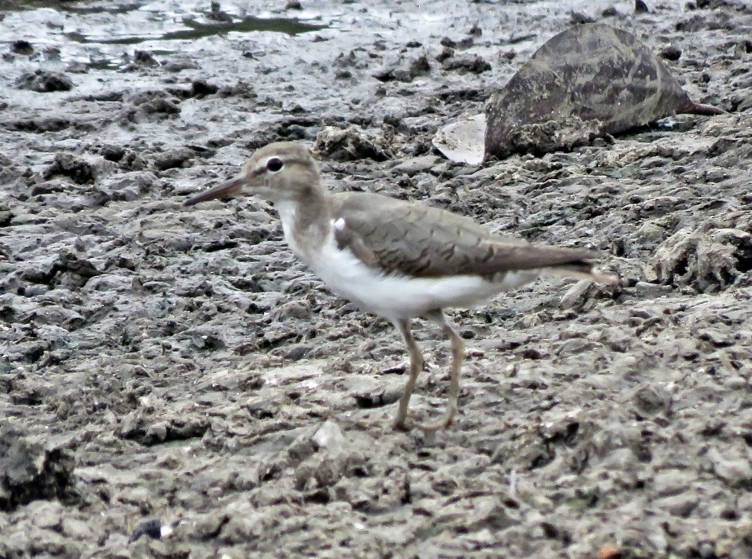 Spotted Sandpiper - ML491957451