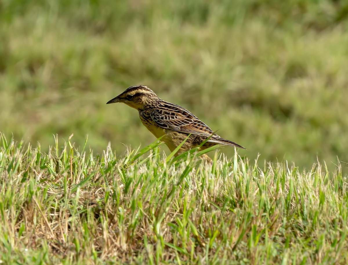 Eastern Meadowlark - Tim Wright