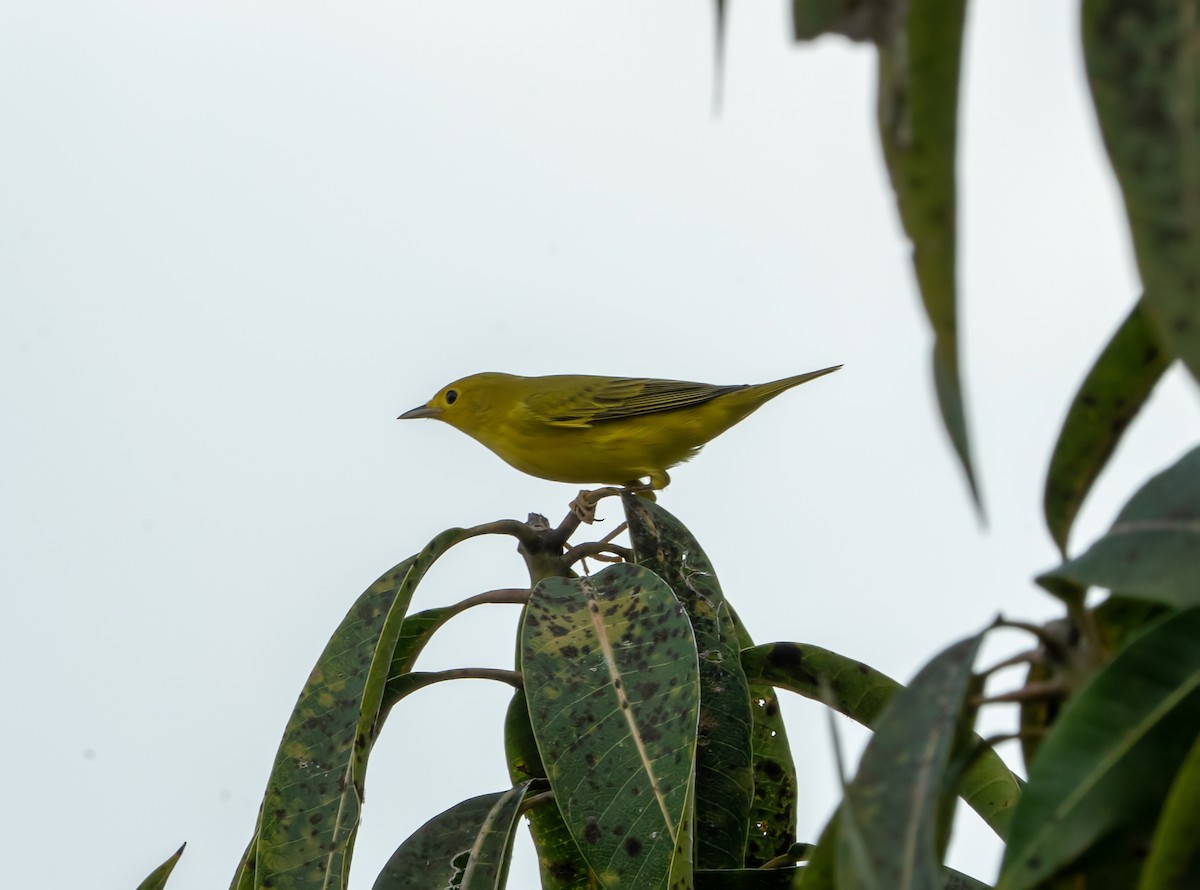 Yellow Warbler - Tim Wright