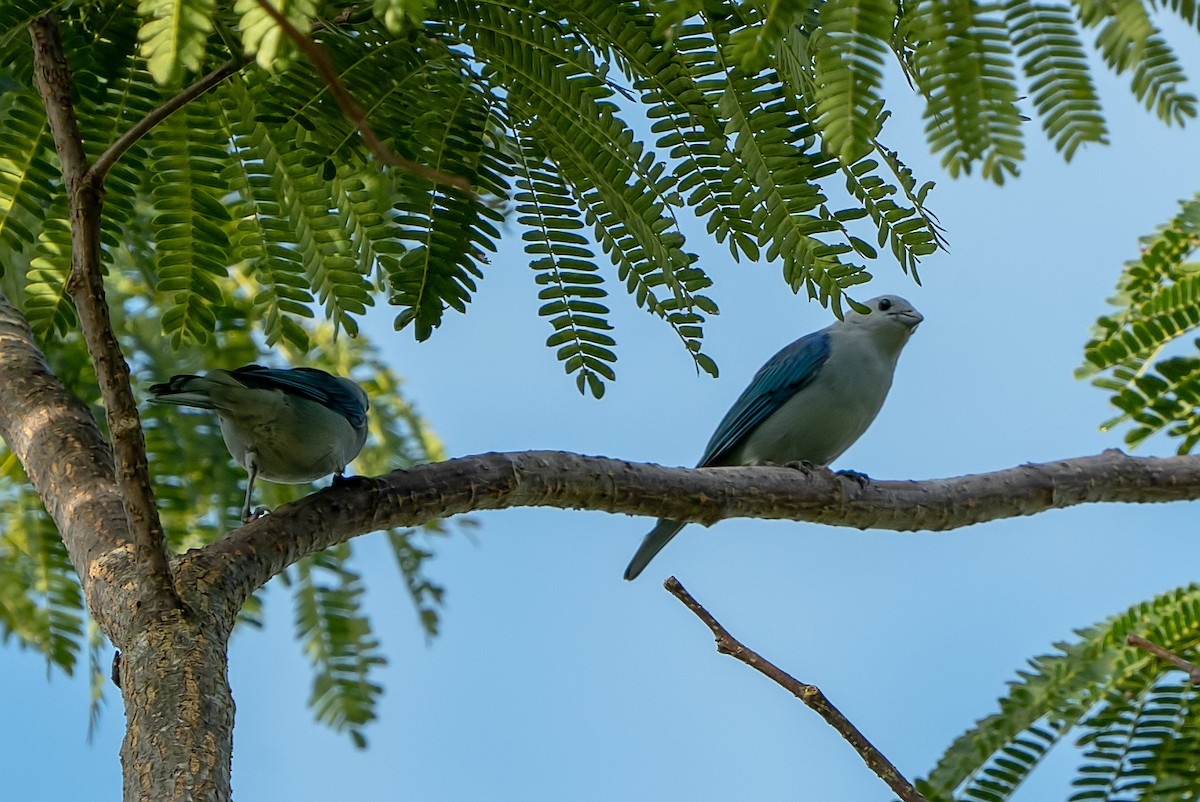 Blue-gray Tanager - ML491958921