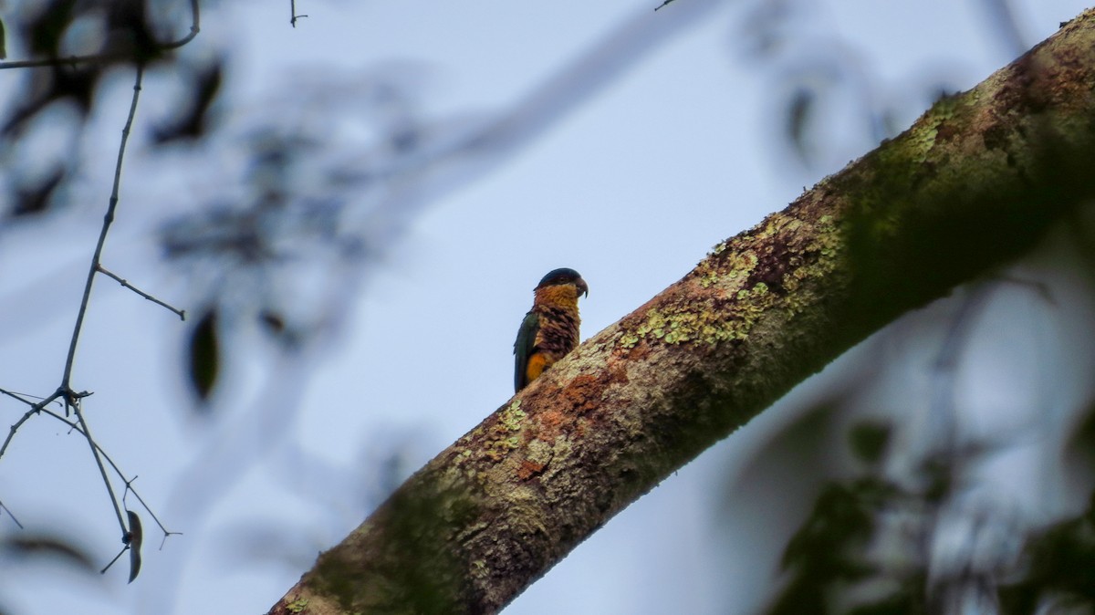 Black-headed Parrot - ML49195921