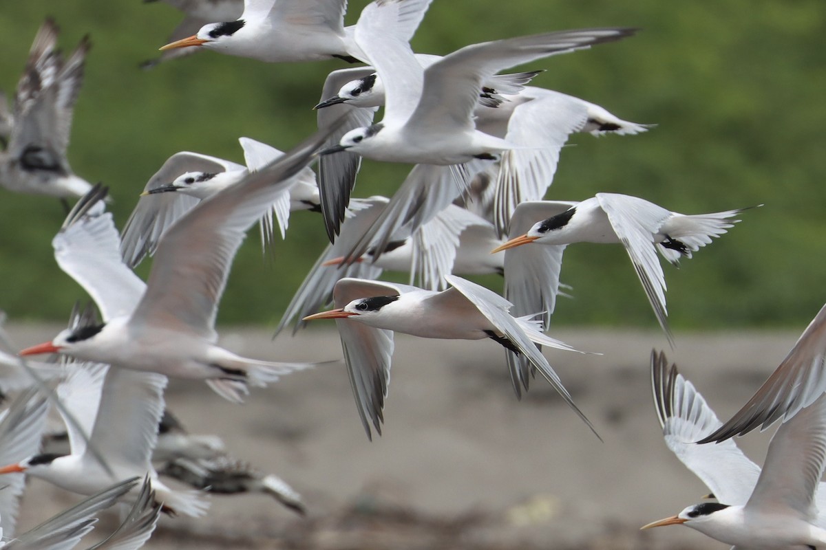 Elegant Tern - ML491959641