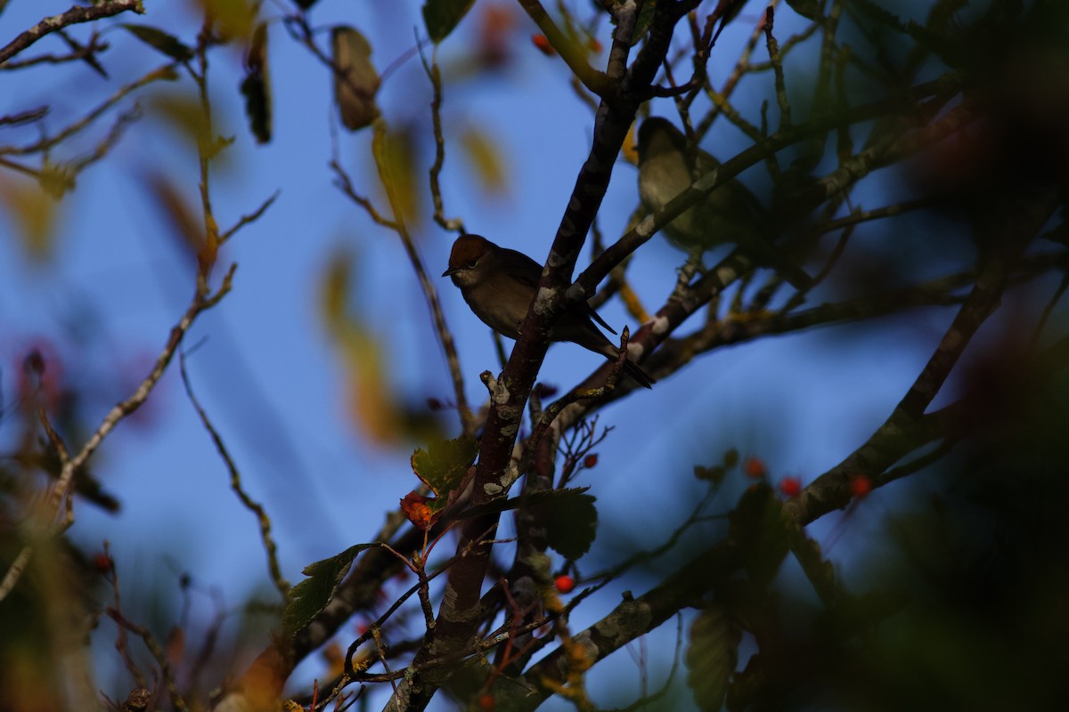 Eurasian Blackcap - ML491959851