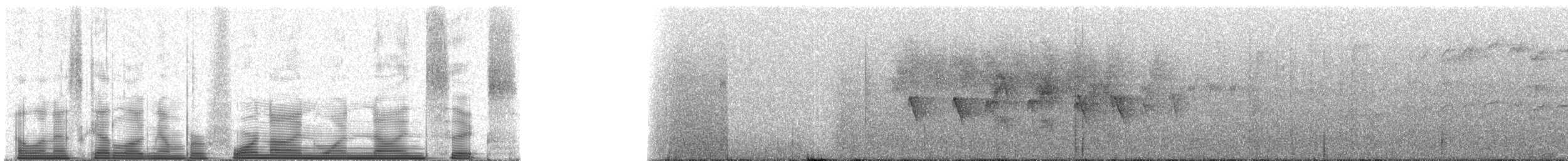 Strichelkopf-Ameisenfänger - ML49196