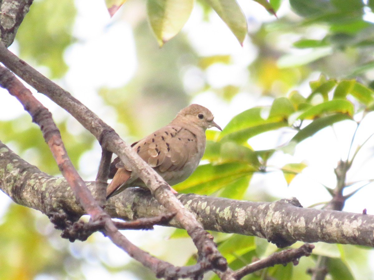 Ruddy Ground Dove - ML491960871