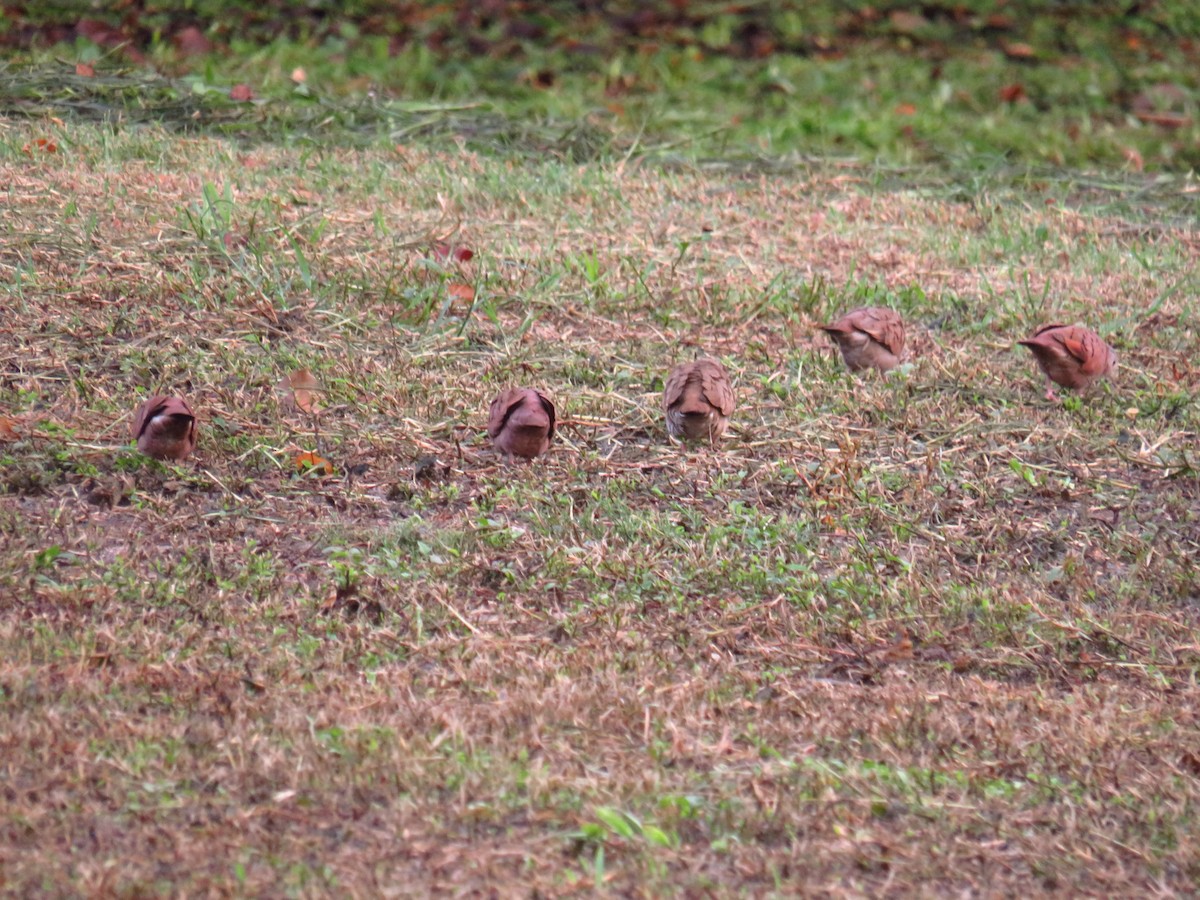 Ruddy Ground Dove - ML491961141