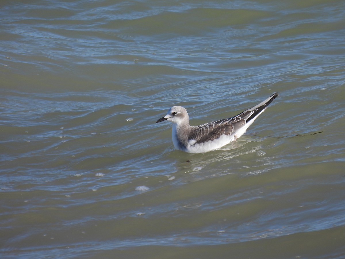 Sabine's Gull - ML491961381