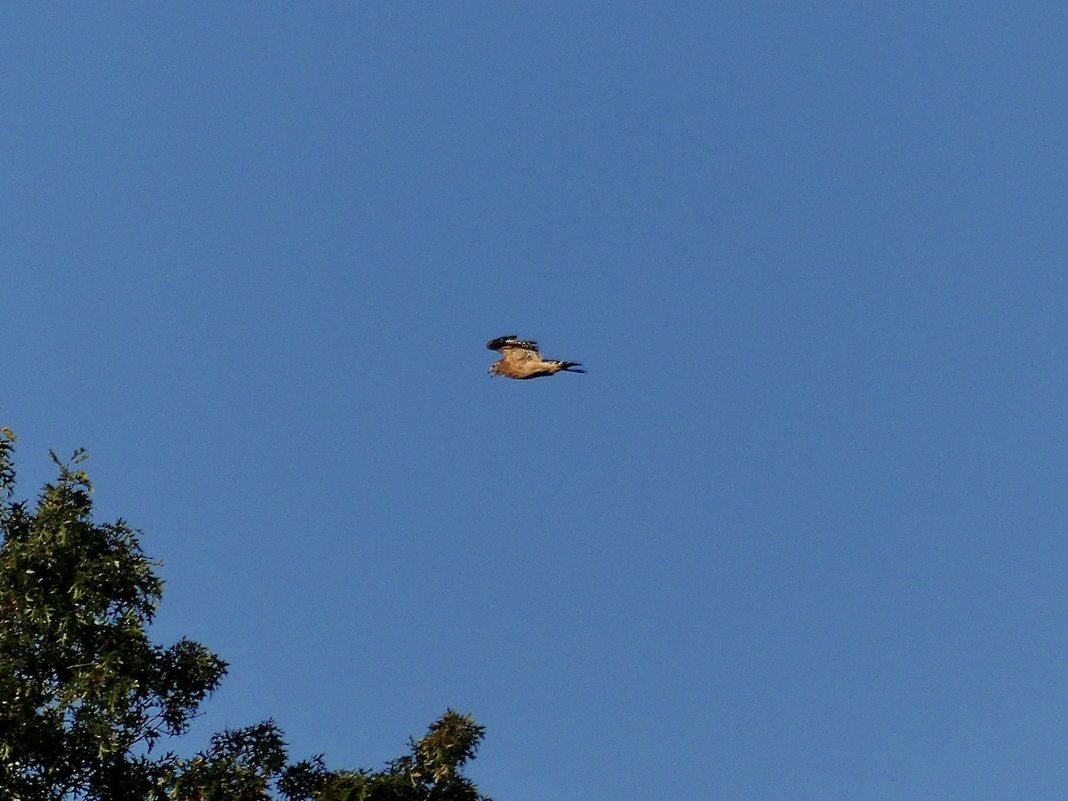 Red-shouldered Hawk - ML491961461