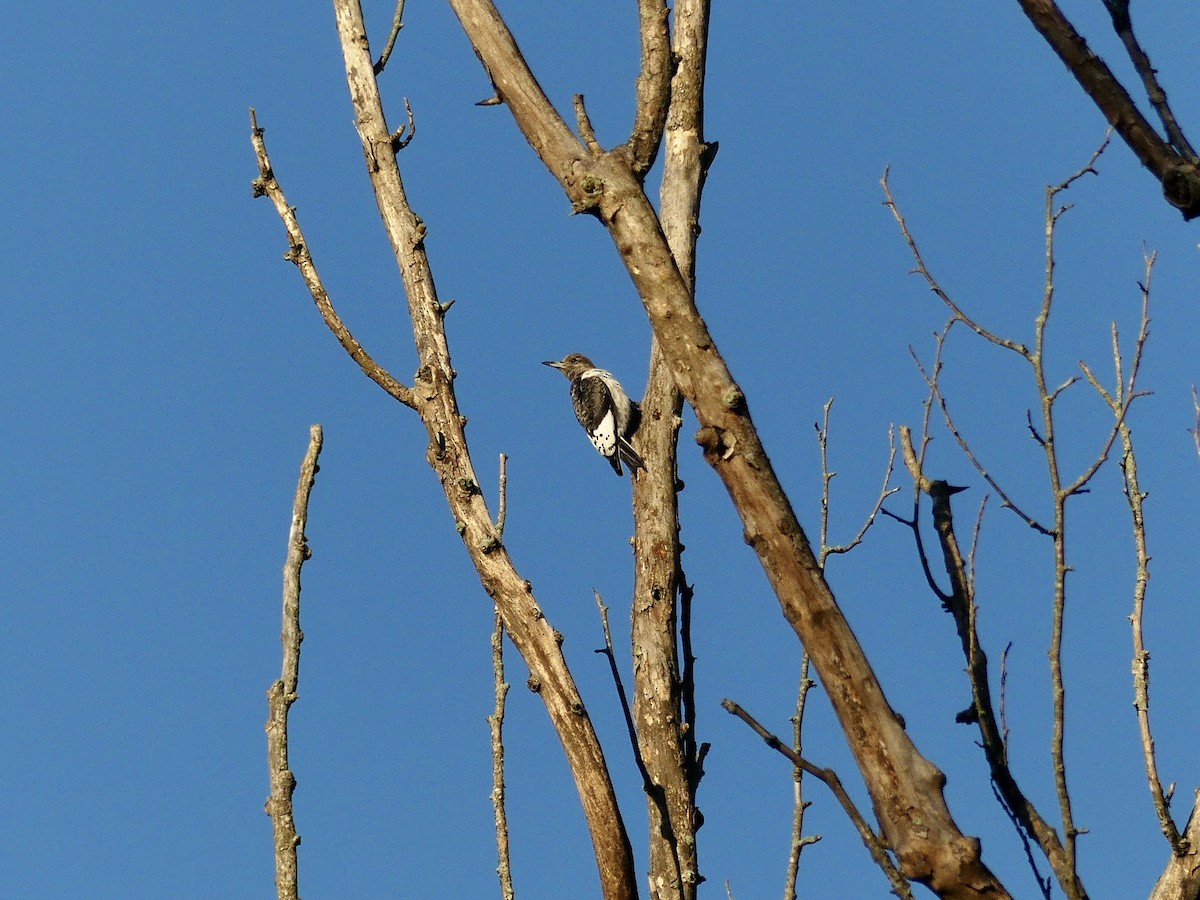 Red-headed Woodpecker - Charles  Crawford