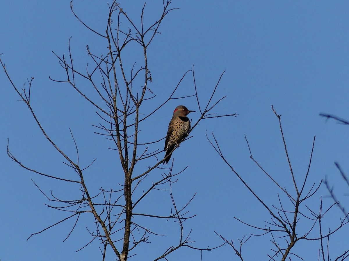 Northern Flicker - Charles  Crawford