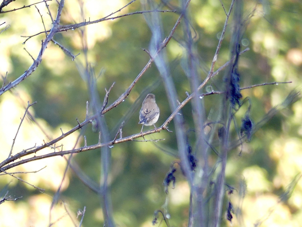 Junco Ojioscuro - ML491961661