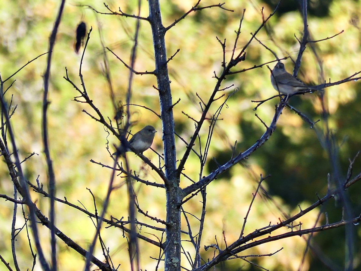 Dark-eyed Junco - ML491961671