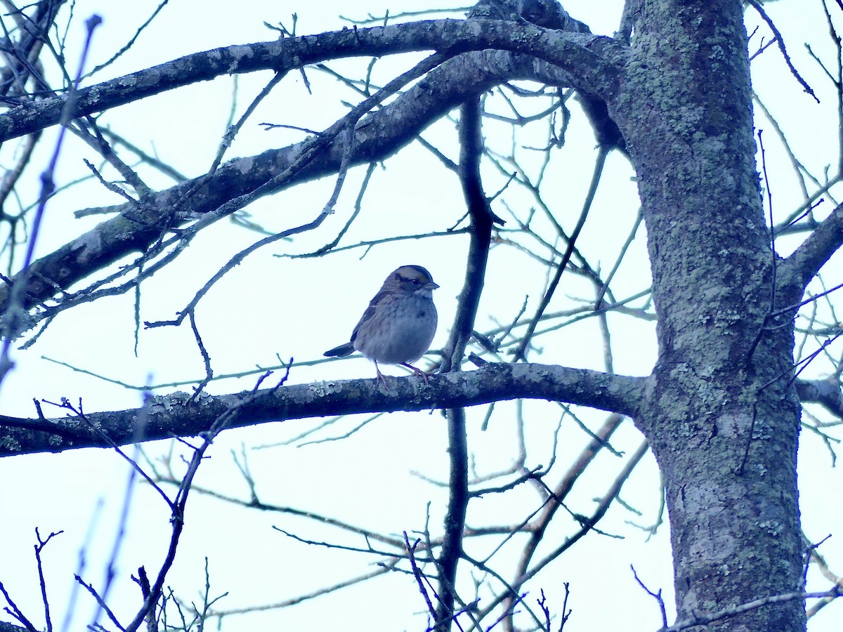 White-throated Sparrow - ML491961761