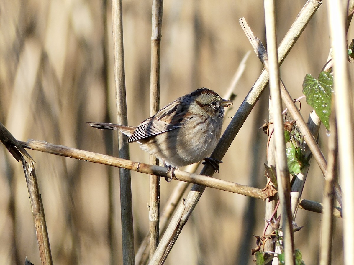 Swamp Sparrow - ML491961821