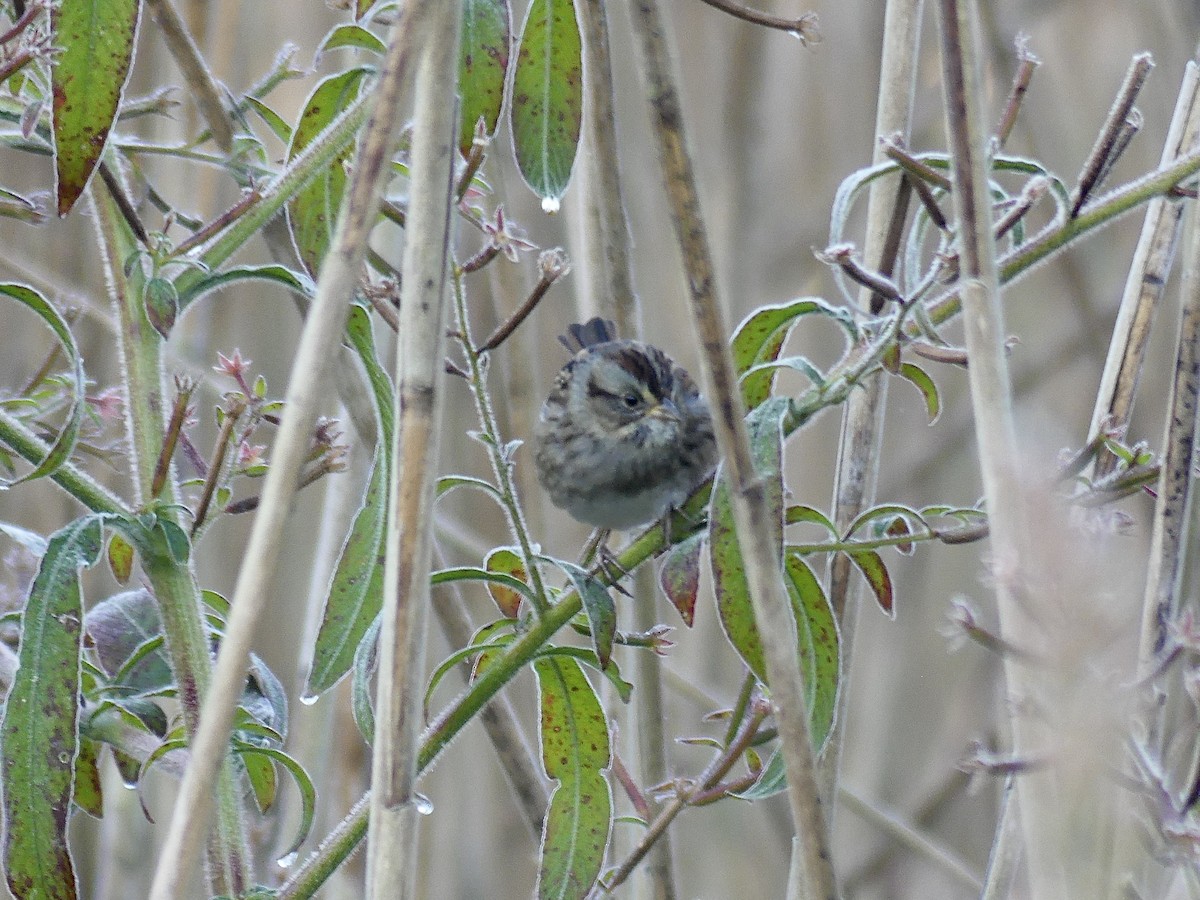 Swamp Sparrow - Charles  Crawford