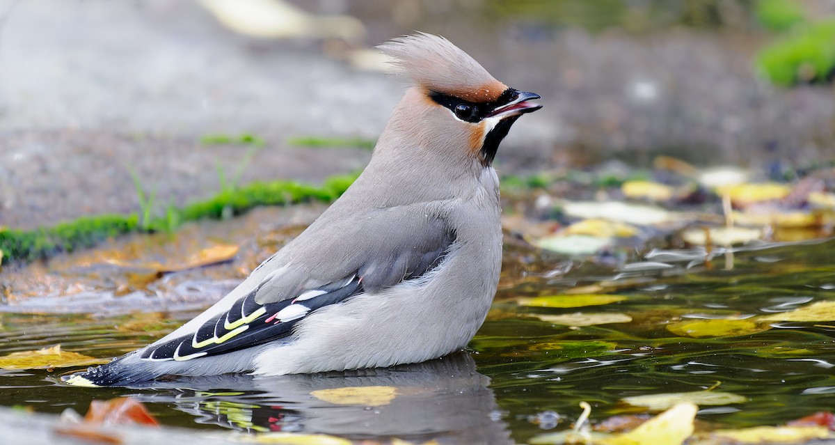 Bohemian Waxwing - ML491961841