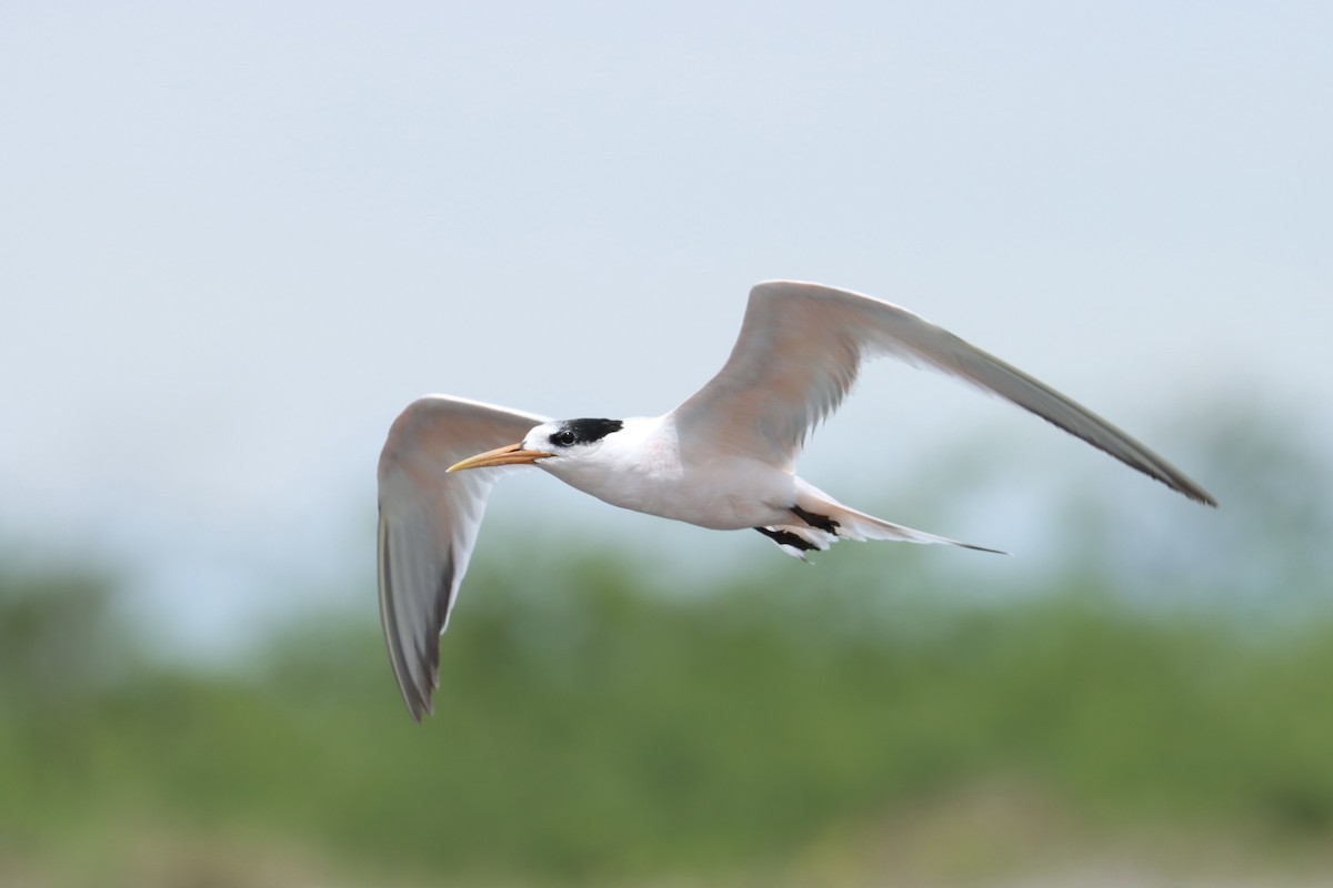 Elegant Tern - ML491962081