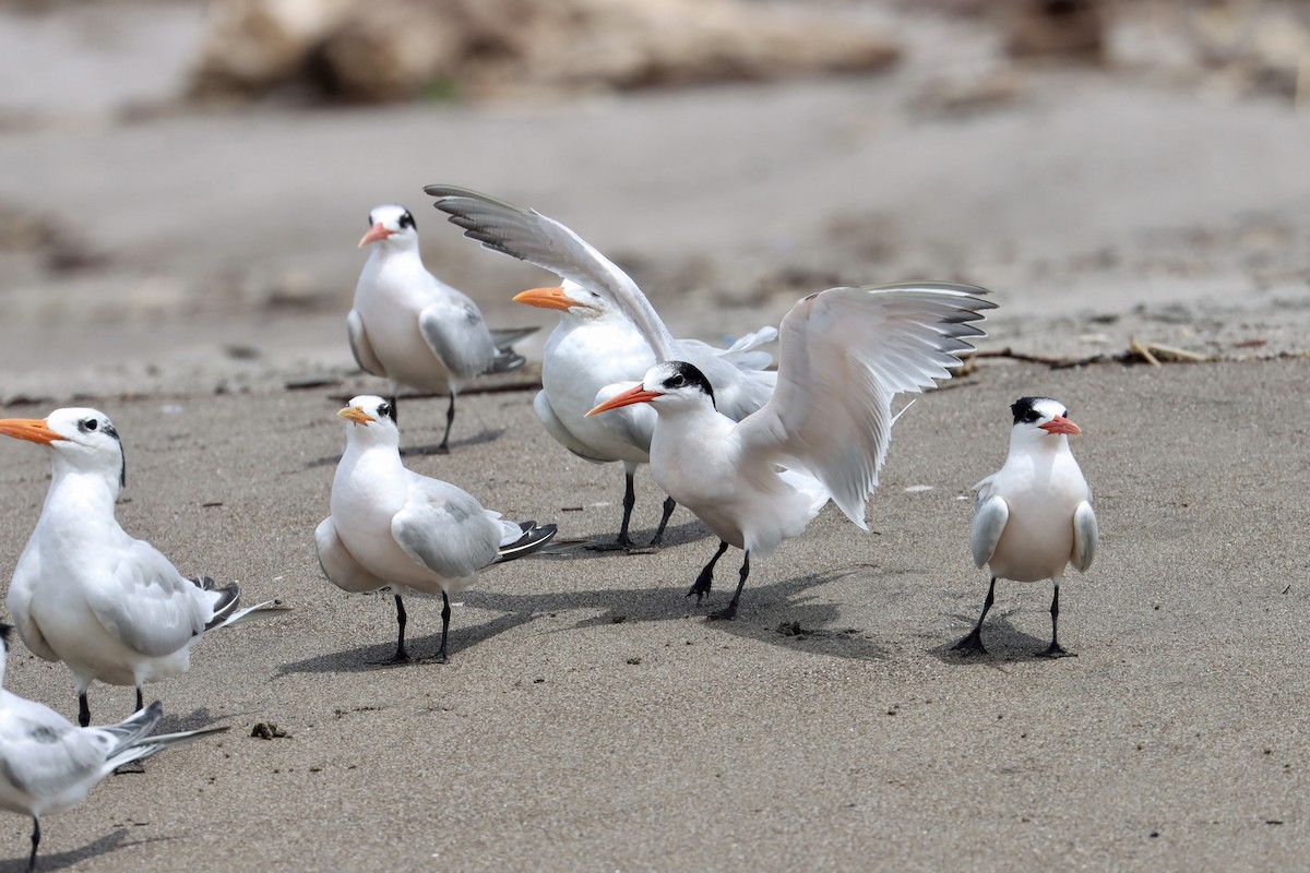 Elegant Tern - John van Dort