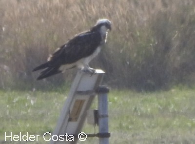 Balbuzard pêcheur - ML491963071