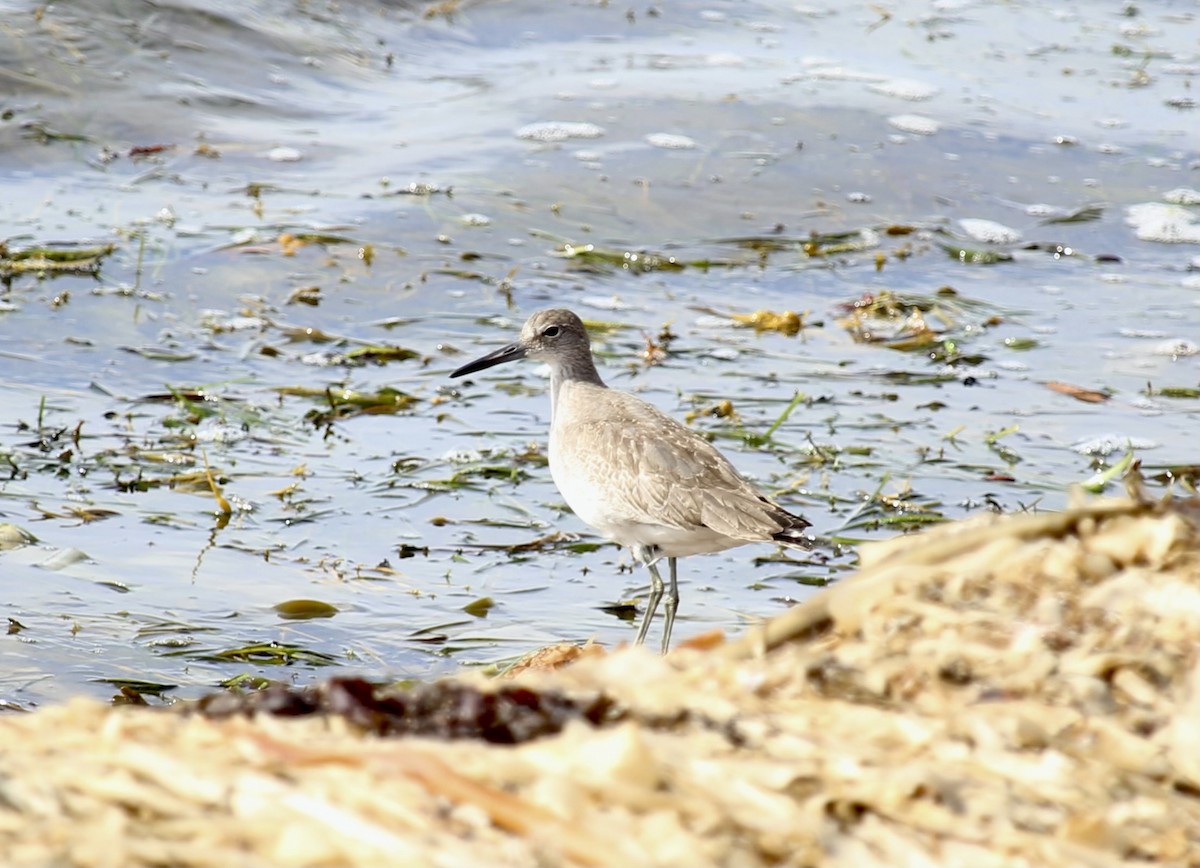 Willet - ML491966571