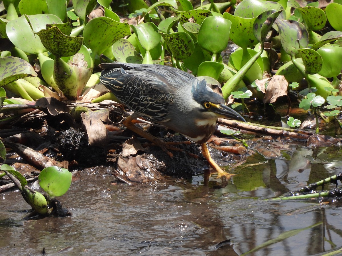 Striated Heron - Daniel Orizano