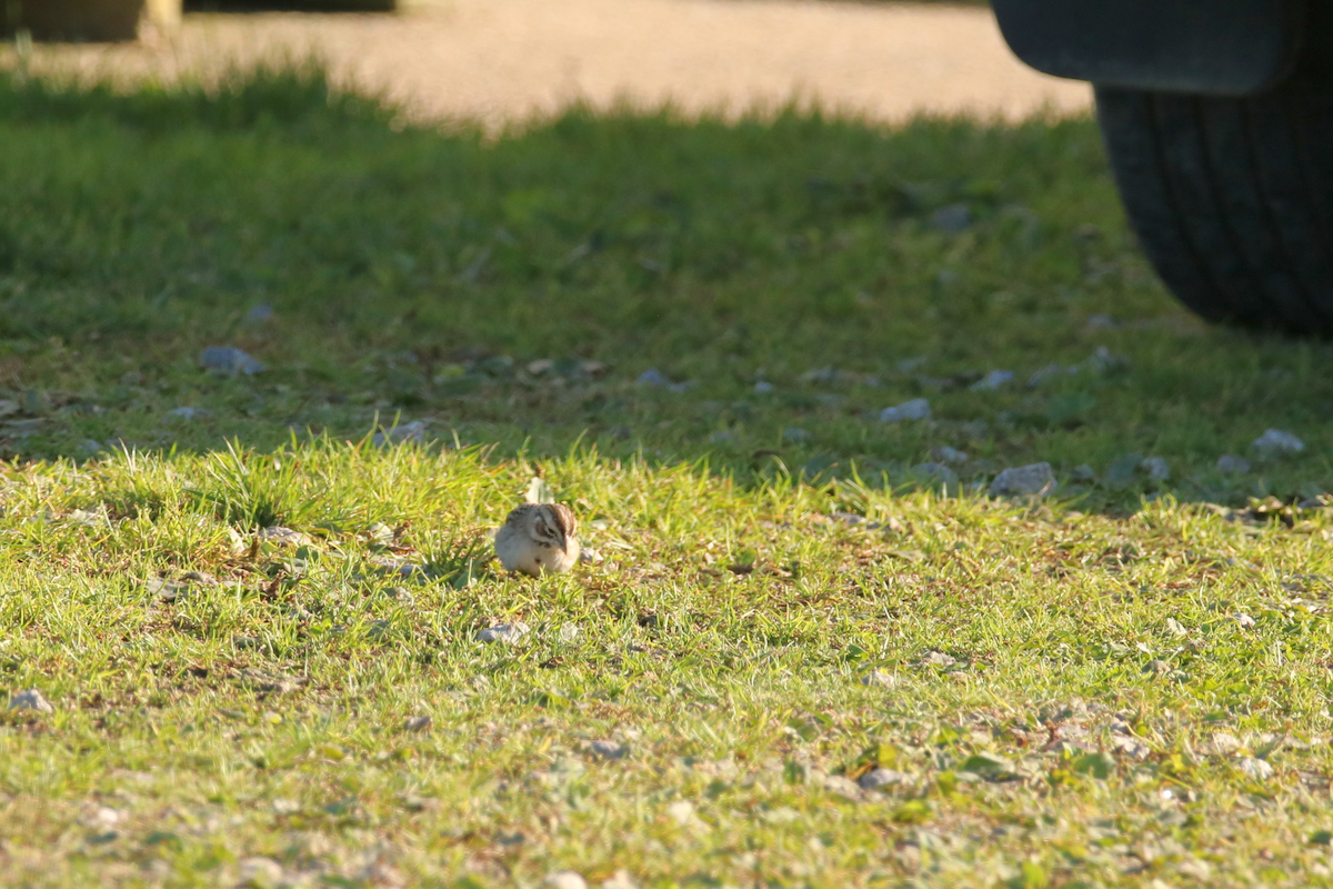 Lark Sparrow - ML491967171