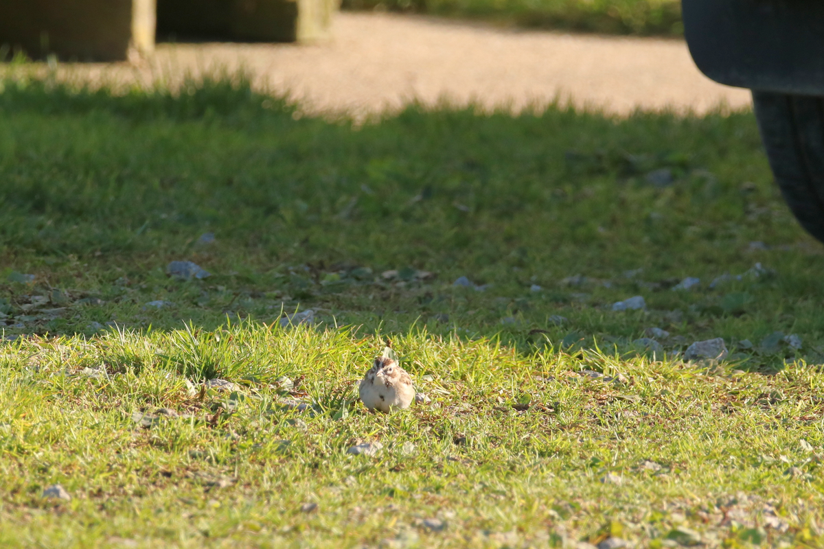 Lark Sparrow - ML491967191