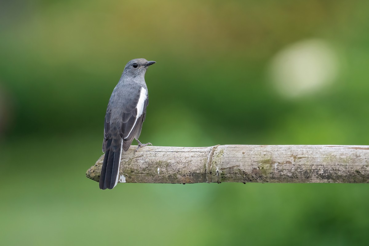 Oriental Magpie-Robin - Deepak Budhathoki 🦉