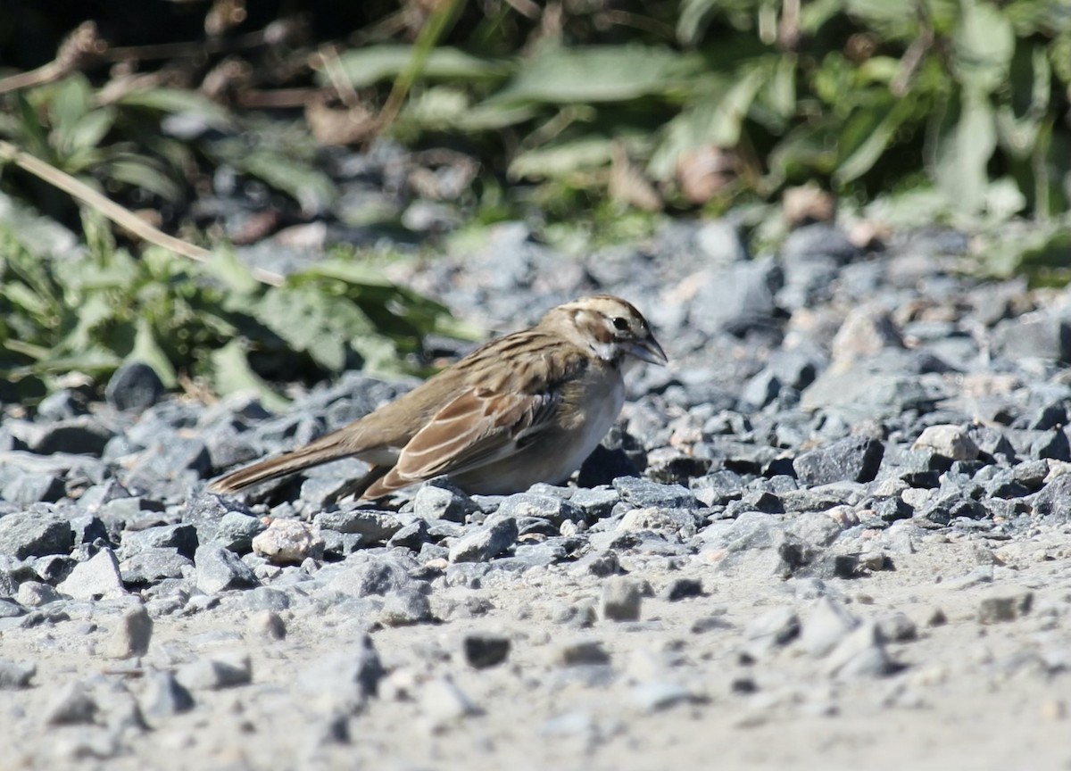 Lark Sparrow - ML491968731