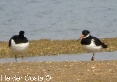 Eurasian Oystercatcher - ML491968941