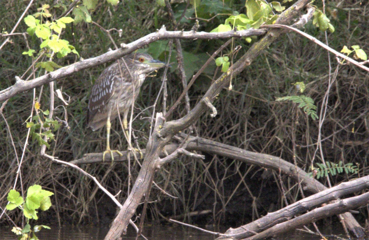 Black-crowned Night Heron - ML491969961