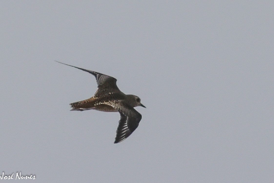 European Golden-Plover - ML491970001