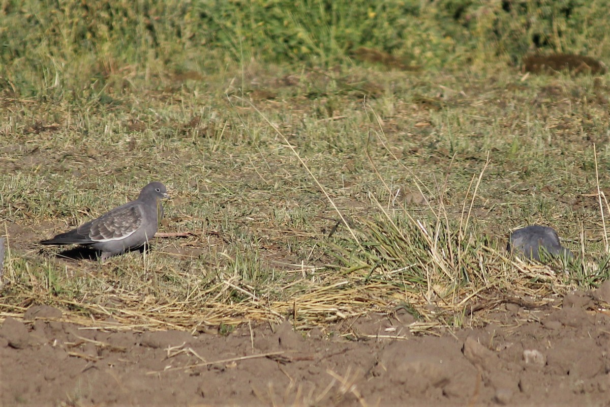 Spot-winged Pigeon - ML491972071