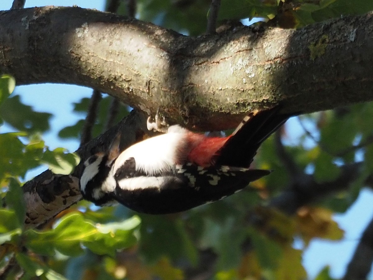 Great Spotted Woodpecker - ML491973021