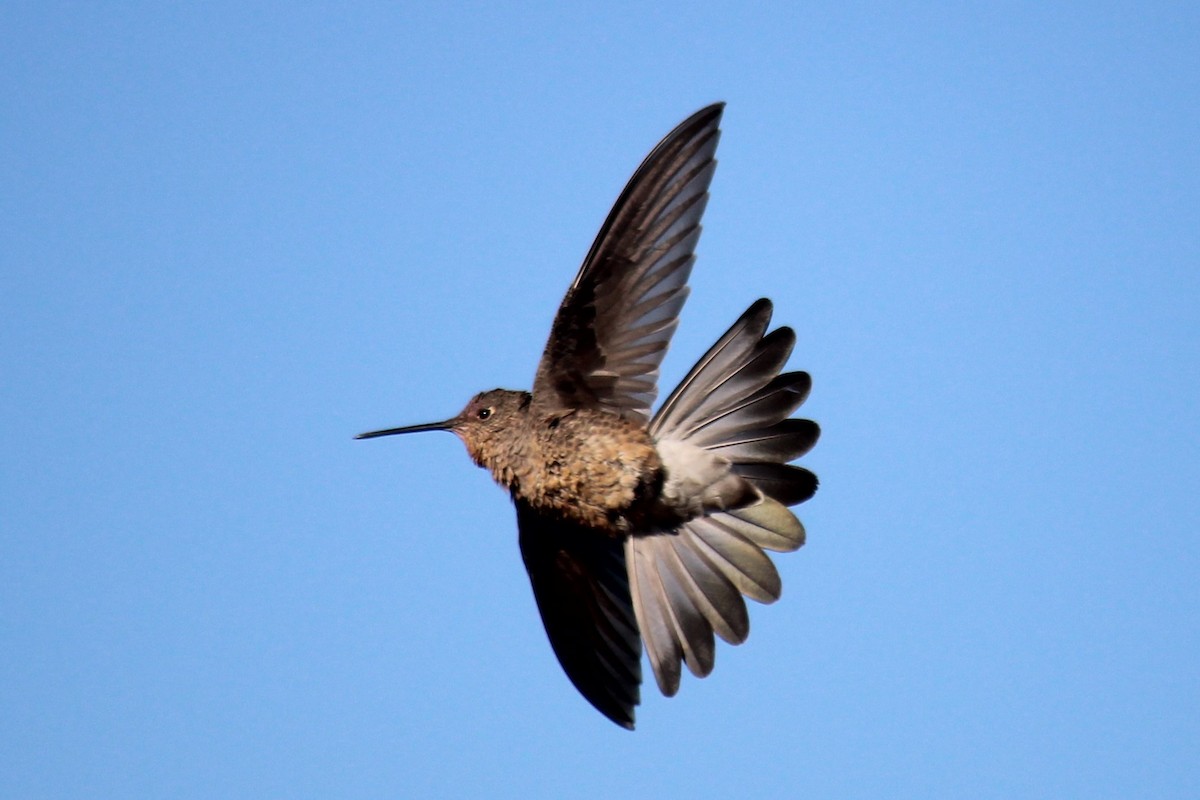 Giant Hummingbird - ML491974201