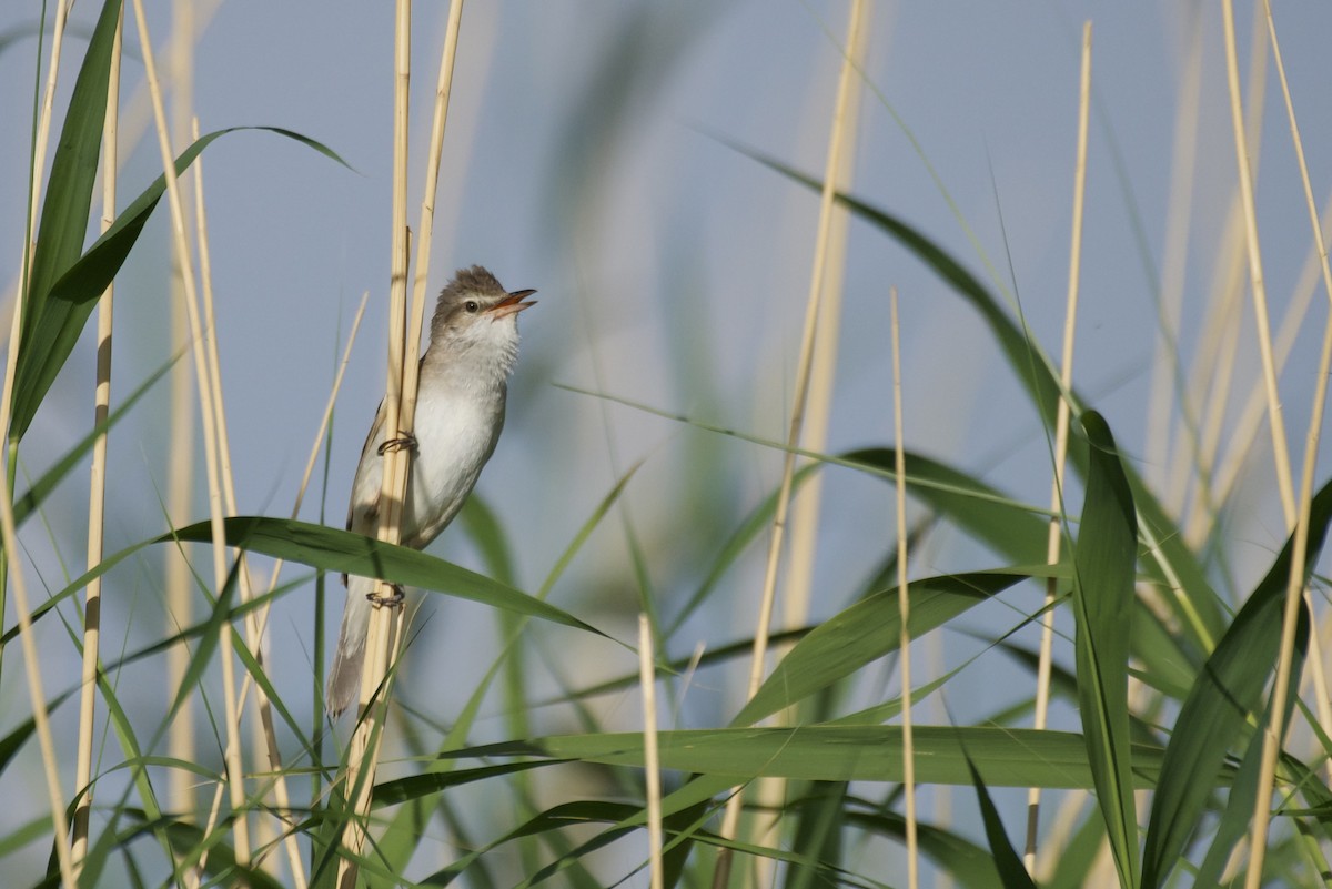 Great Reed Warbler - Jugdernamjil Nergui