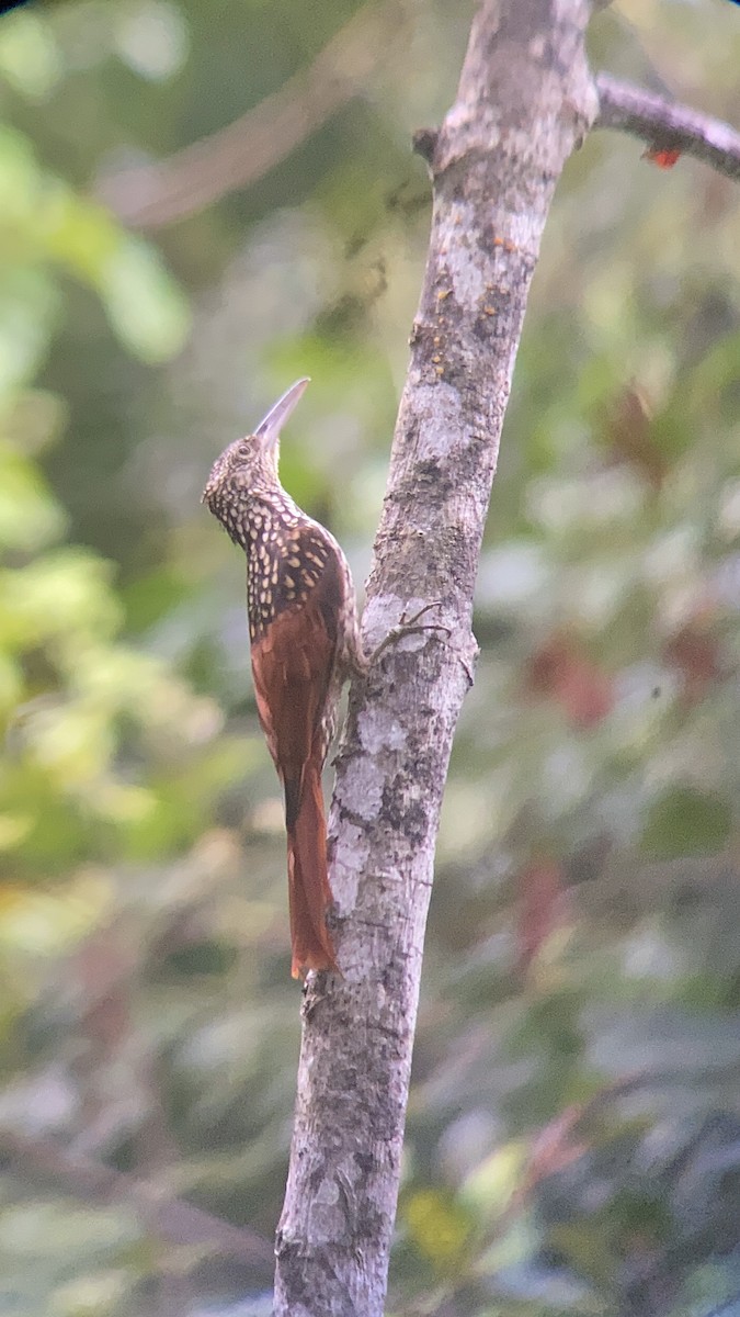 Black-striped Woodcreeper - ML491975851