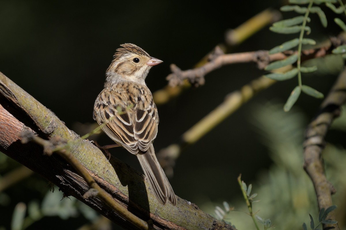 Clay-colored Sparrow - ML491977161