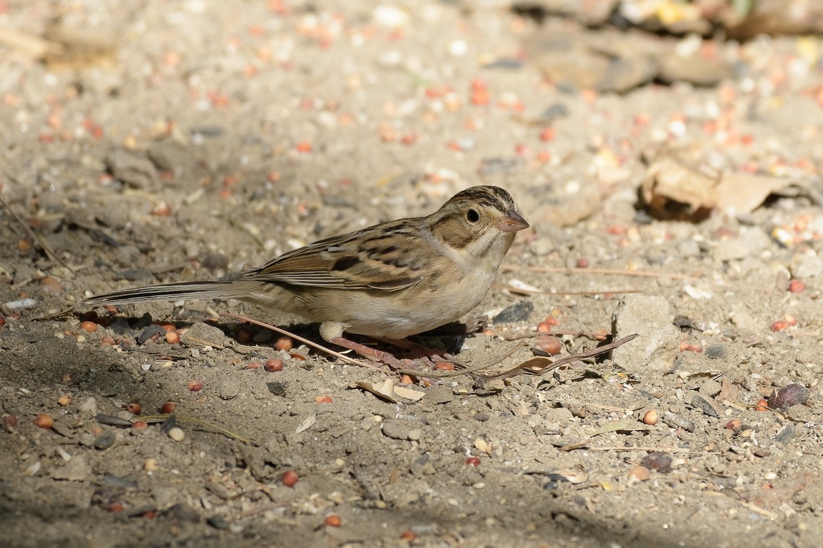 Clay-colored Sparrow - ML491977171