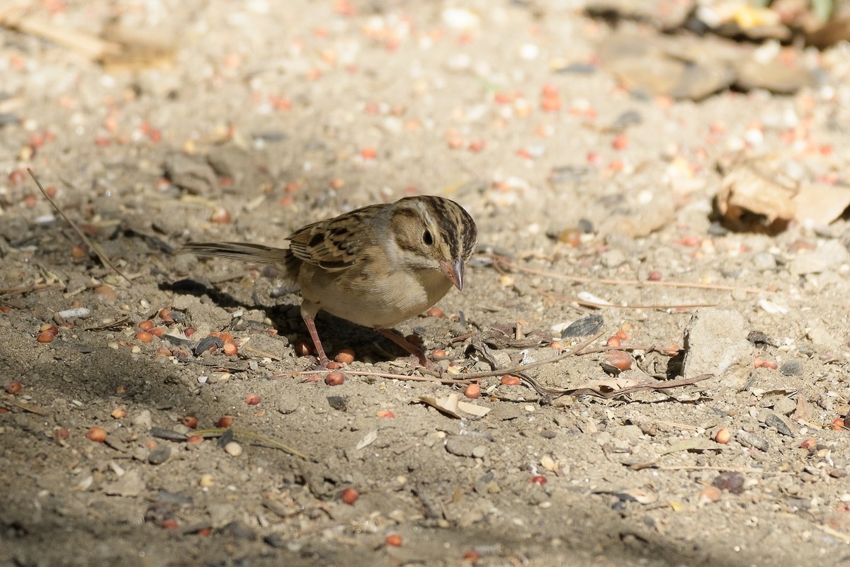 Clay-colored Sparrow - ML491977181