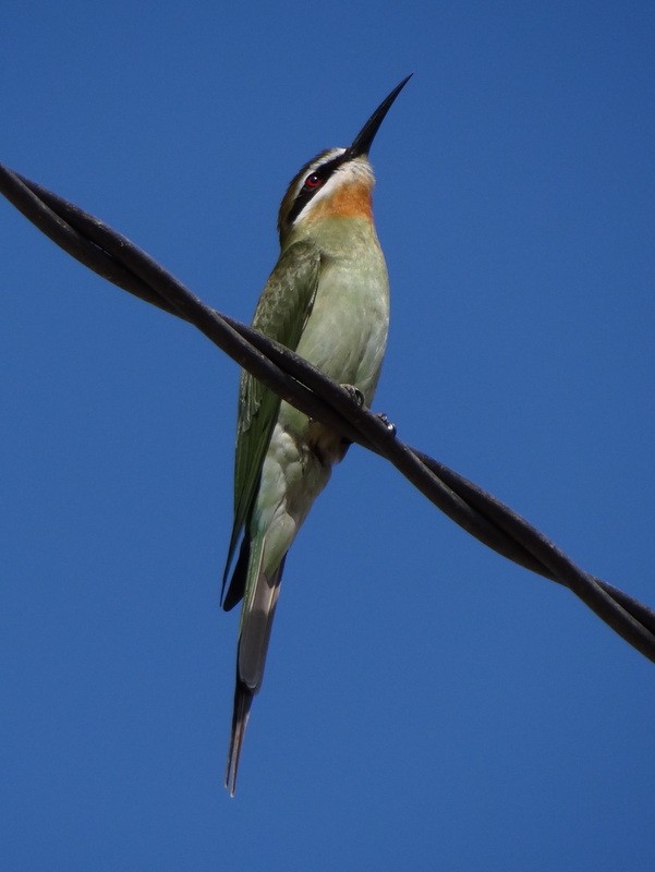 Olive Bee-eater - ML49197741