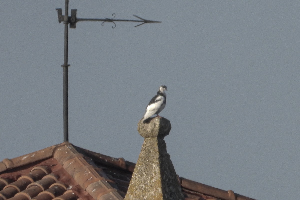 Rock Pigeon (Feral Pigeon) - ML491977501