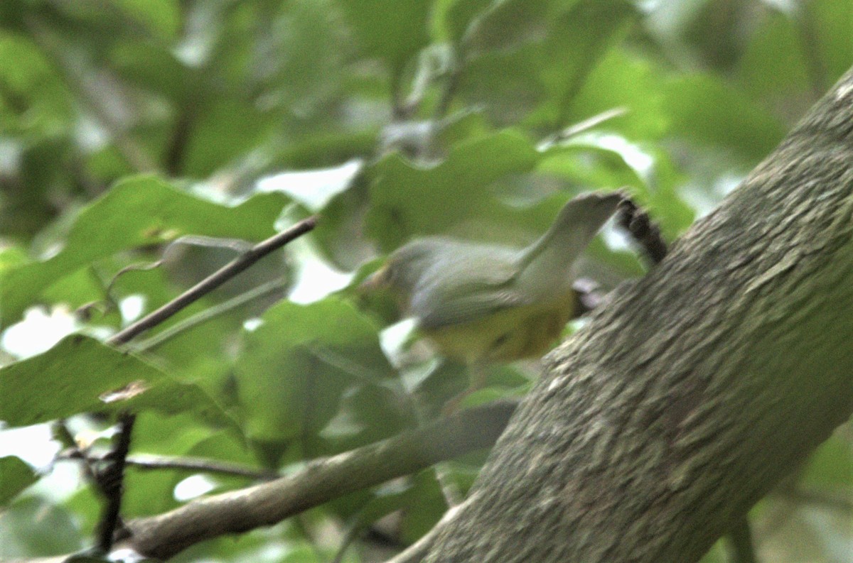 Canada Warbler - ML491978051