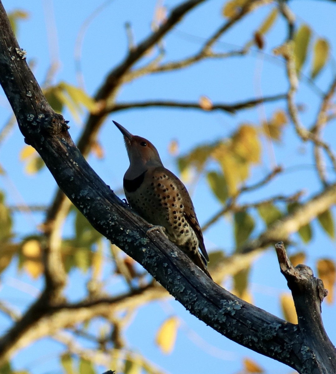 Northern Flicker - ML491979051